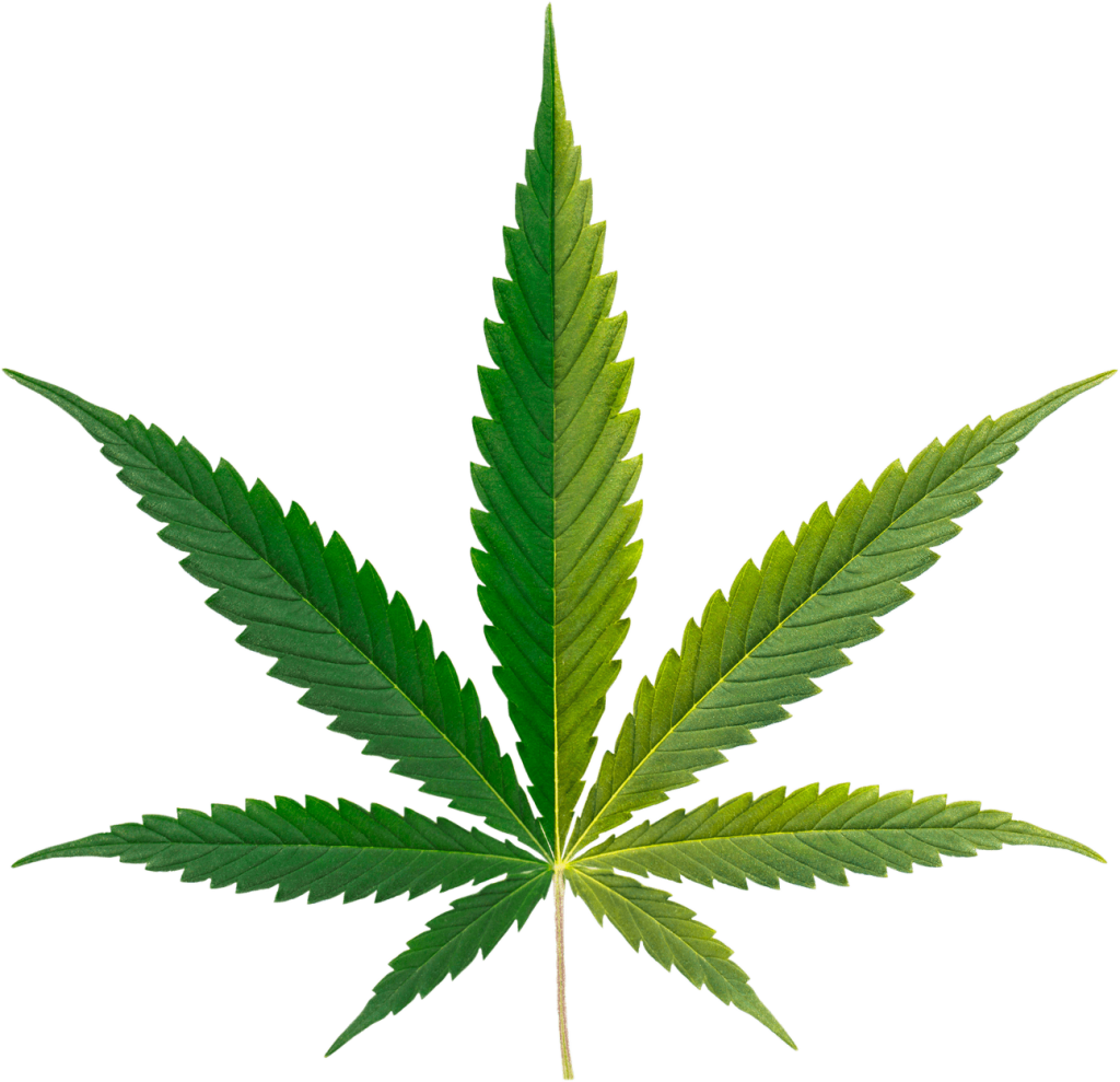 Cannabis leaf